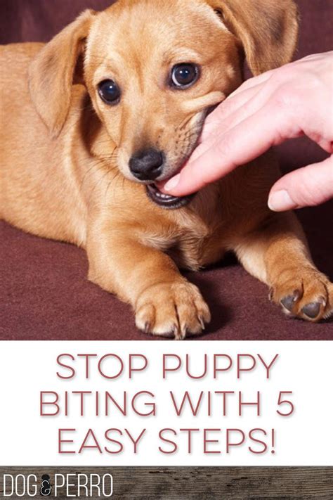 An aggressive puppy is rare, but some situations or instincts can cause seemingly 'aggressive' behavior. As cute as your puppy is, those little teeth are needle ...