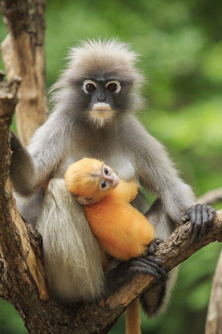 Join critter babies today so you don't miss new baby animals. dusky leaf monkey in southern thailand | Cute animals ...