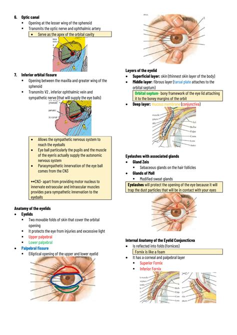 Solution Orbital Cavity Anatomy Of The Eyelids Internal Anatomy Of The