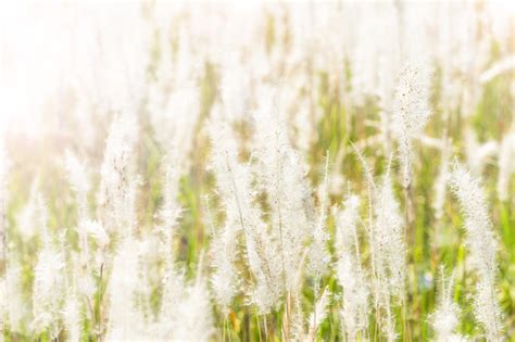 Mengaburkan Bunga Putih Rumput Dalam Cahaya Matahari Hangat Dan Suar