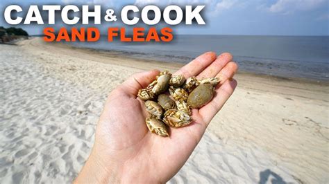 Catch And Cook Sand Fleas Are They Edible Youtube