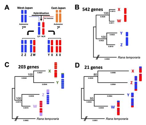 Genes Free Full Text Parallel Evolution Of Sex Linked Genes Across Xxxy And Zzzw Sex