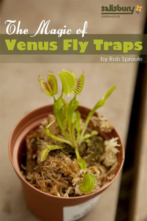 The Magic Of Venus Fly Traps Salisbury Greenhouse Venus Fly Trap