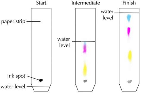 Chromatography Key Stage Wiki