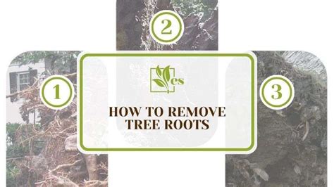 How To Remove Tree Roots A Complete Guide To Removal