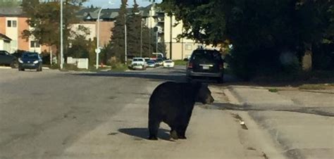 Bear Spotted Downtown Chased Back Into The River