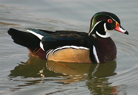 Rarely Seen Carolina Wood Duck Is Spotted At Burnham On Sea Park