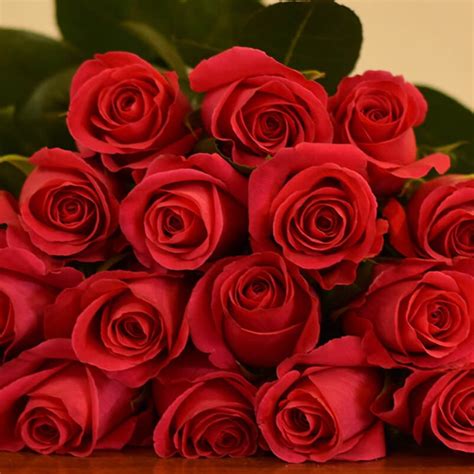 Please remember this page is open to fans of all ages and post responsibly. Pink Floyd Roses | Florabundance Wholesale Flowers