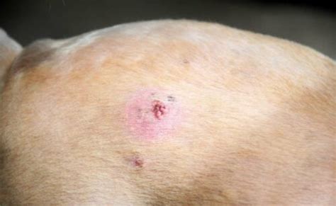 Dog Skin Cancer 4 Common Types Causes Signs Treatment And More Petsynse
