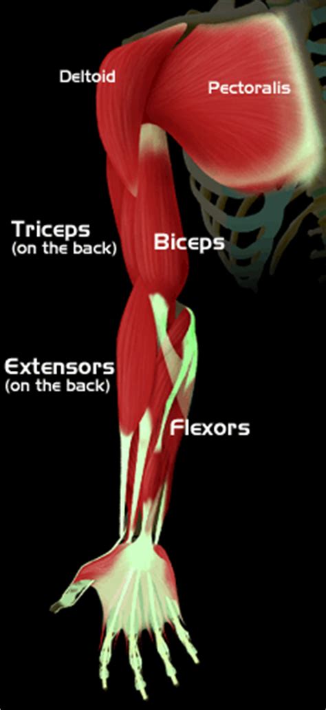 Superficial and deep posterior muscles of upper body anterior and posterior muscles of the upper arm anterior and posterior muscles of the lower arm Arm Muscles