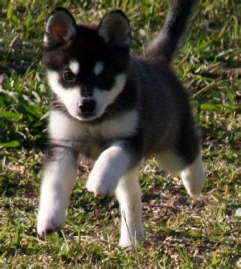 Akk Mini Siberian Husky Sooo Cute I Already Have A Name Prepared