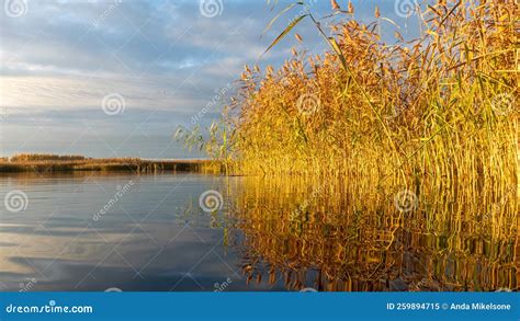 Golden Hour In A Swamp Lake Reeds And Birch Groves On The Shore Stock
