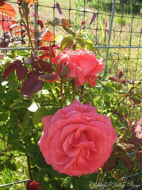 America Rogue Valley Roses