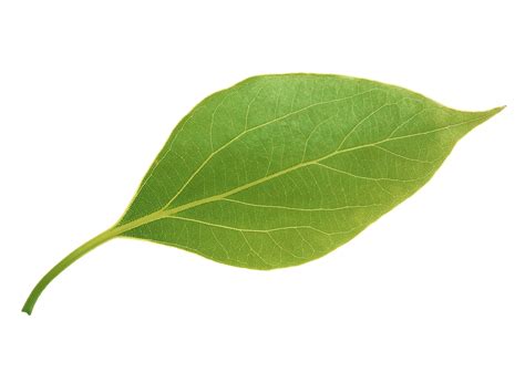 Leaf Apple Apple Leavesapple Leaves Png Download 29502094 Free