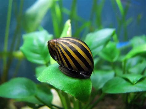 Nerite Snails Care Guide All You Need To Know