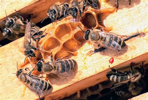 How Do Bees Make Honey From Flower Nectar And Pollen Fromtbot