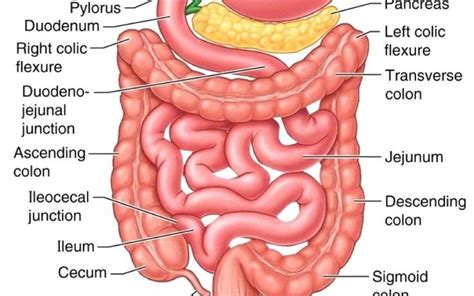 The Small Intestine Part 4 Of The 5 Phases Of Digestion Anatomy Images Digestive System