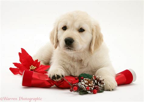 We do not breed labradoodles, golden labs or any other designer breed. Dog: Golden Retriever pup with Christmas cracker photo WP20045