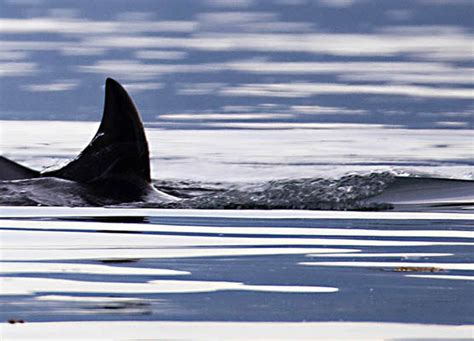 Orcas Of Alaska Extra Large Wyland Worldwide