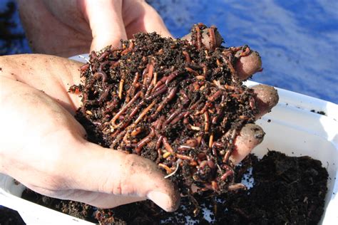 Vermicomposting The Sustainable Way To Turn Waste Into Nutrient Rich Soil