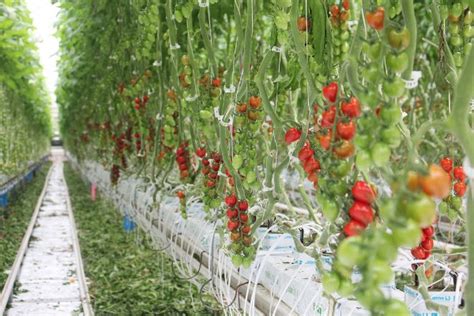 B2 Iceland Fridheimar Tomato Farm