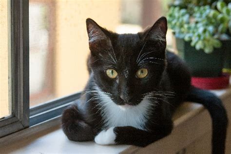 10 Facts About Tuxedo Cats Catster