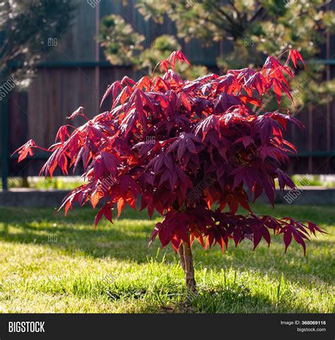 Small Red Maple Tree Image And Photo Free Trial Bigstock