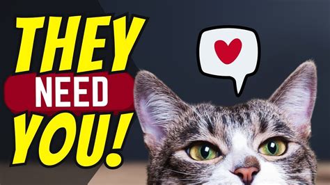 This Is Why Your Cat Needs You More Than You Think Youtube