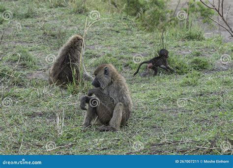 Baboons In Tanzania Stock Image Image Of Wildlife Natural 267007211