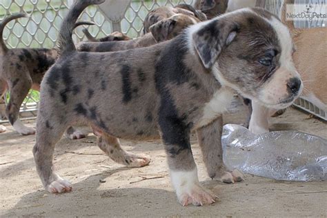 Call your local retailer for product availability. Alapaha Blue Blood Bulldog puppy for sale near Toledo ...