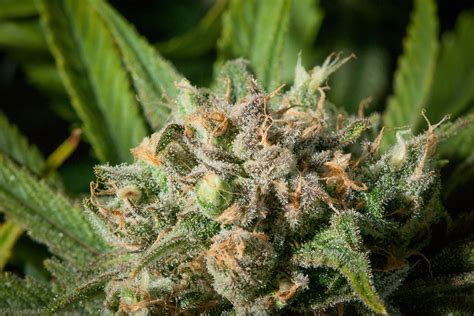 Cannabis Strains — Cannabis Strain Lists