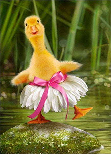 Duck Ballerina Funny Humorous Easter Card By Avanti Press Easter