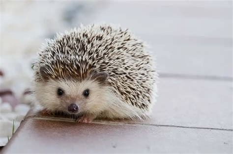 Hedgehog World