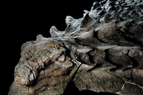 ‘dinosaur Mummy Emerges From The Oil Sands Of Alberta The New York Times