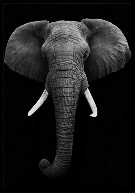 Dark Elephant B1 Zwart Wit Dieren Poster