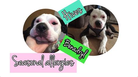 Pitbull Allergies Treating Hives And Itchy Skin Youtube