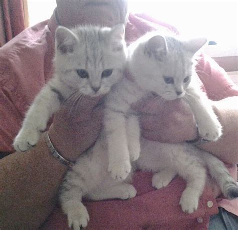 Kuwait Cats And Kittens For Sale Email Us At Fatialima01
