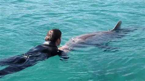 Dolphin Reef Eilat Youtube