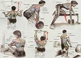 Gym Workout Exercises Pictures Pictures