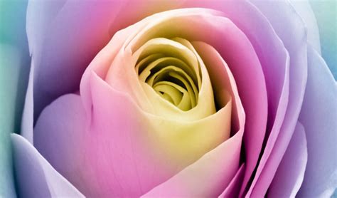 I am sorry for your loss. Mary Rose Lyons | Obituary | Callaway-Jones Funeral ...