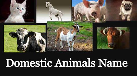 21 Domestic Animals Name With Picture Knowledge Love