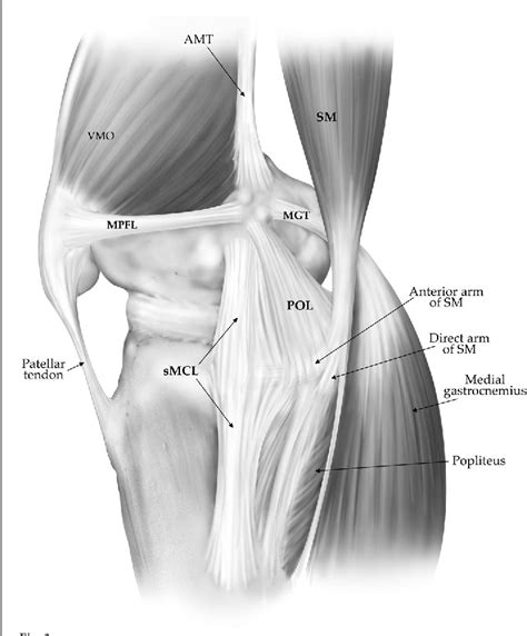Pdf The Anatomy Of The Medial Part Of The Knee Semantic Scholar