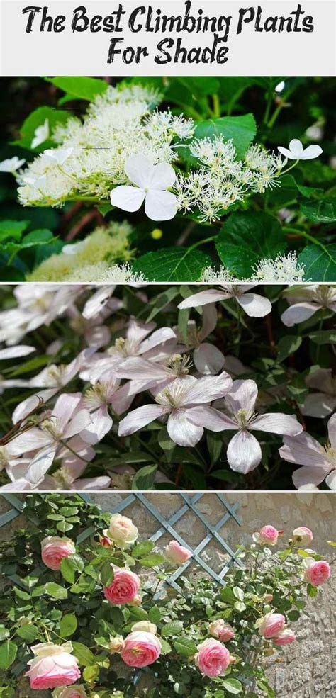 See more ideas about plants, planting flowers, flower garden. The Best Climbing Plants For Shade - Garden Shade-loving ...
