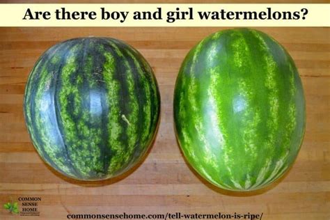 how to tell if a watermelon is ripe and ready to pick watermelon how to grow watermelon
