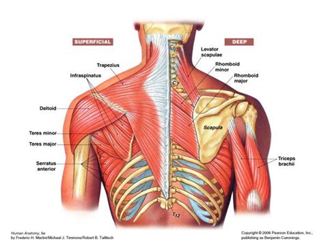 The shoulder joint is formed where the humerus upper arm bone fits into the scapula shoulder blade like a ball and socket. back/shoulder anatomy. | Shoulder anatomy, Shoulder ...