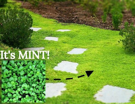 Garden Barefoot With These 5 Amazing Living Ground Covers Migardener