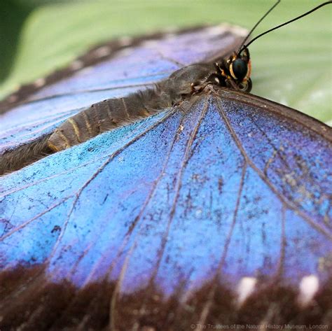 The Iridescent Wings Of Our Blue Morpho Morpho Peleides