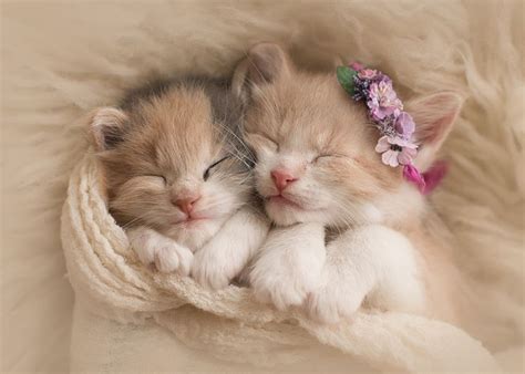 Snuggling Kittens Kittens Cutest Kitten Cuddle Cute Little Kittens