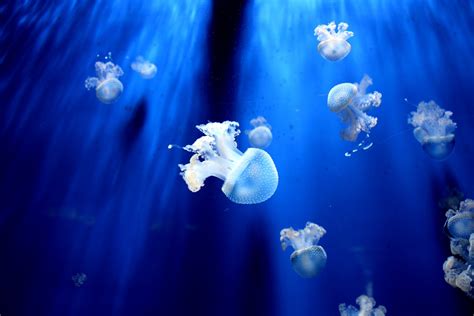 Free Images Underwater Jellyfish Blue Invertebrate Reef Aquarium