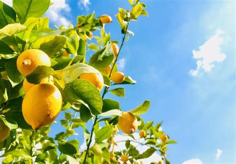How To Grow And Care For Lemon Trees Hunker